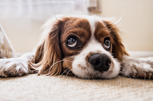 5 mitos sobre los perros que seguro no conocías